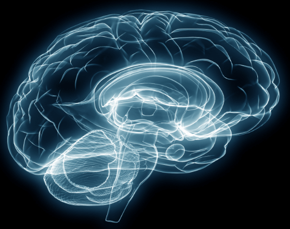 brain